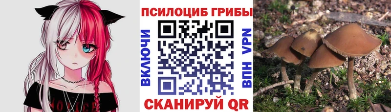 Купить  Поронайск  Псилоцибиновые грибы Magic Shrooms 